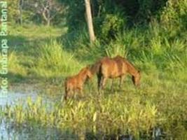 A cheia e a ocorrência da pitiose: fique atento com a tropa no pantanal