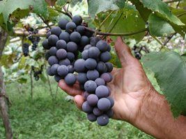 Emater apresenta estimativas parciais da safra de frutas da Serra gaúcha