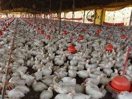 Aumenta o número de granjas avícolas registradas em Minas Gerais
