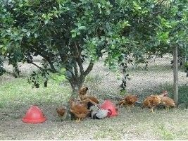 Curso capacita produtores na criação de galinha caipira