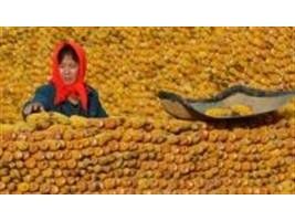 Brasil volta a enviar milho à China
