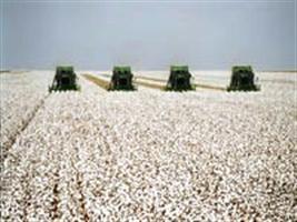 Algodão: Mato Grosso é o maior produtor nacional