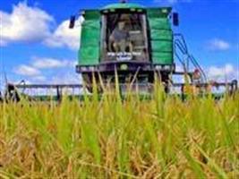 Preços animam arrozeiros na abertura da colheita 