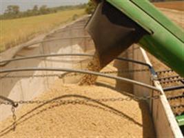 Safra de soja do Brasil pode atingir recorde de 71 milhões de ton