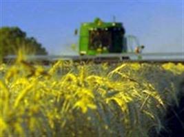 Trigo: produção está comprometida na Europa por conta do frio intenso 