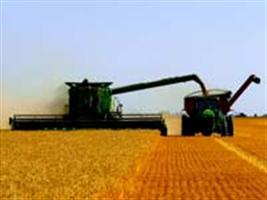 Governo eleva preço mínimo do trigo para R$ 531 por tonelada