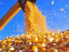 Safra de milho do Brasil sobe para recorde de 89,6 mi t, aponta pesquisa