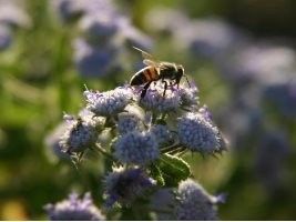 Capacitação em apicultura é oferecida a moradores de comunidades ribeirinhas