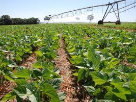 Sorriso (MT) sedia dia de campo sobre feijão irrigado