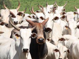 Mercado do boi com maior resistência a novas baixas