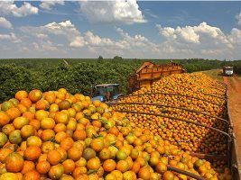 Exportações brasileiras de suco de laranja caíram em julho