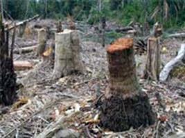 Inpe registra 208 km² de desmatamento na Amazônia em dois meses