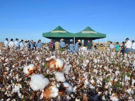 2ª Visita Técnica apresenta resultados sobre cultivares de algodão – safra 2015/16
