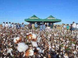2ª Visita Técnica apresenta resultados sobre cultivares de algodão – safra 2015/16