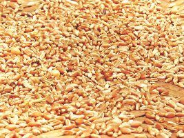Governo brasileiro prepara intervenção no mercado de trigo