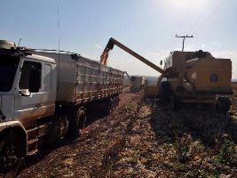 Colheita atinge 16,25% da área de soja em Mato Grosso