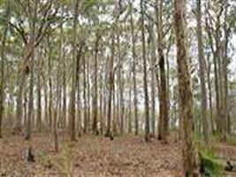 Foco de praga biológica do eucalipto é detectado em São Borja (RS)