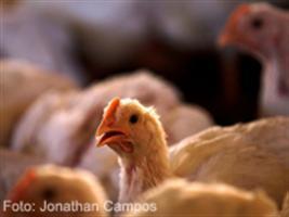 Governo assiste passivamente crise que assola a avicultura brasileira