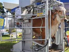 Expointer receberá equipamento inédito no Brasil para casquear bovinos