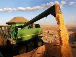 Conab eleva para 215 mi t a produção no Brasil e mantém em 53,2 mi a de Mato Grosso