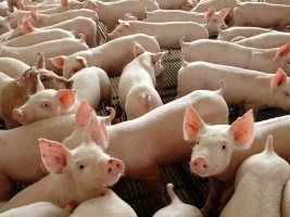 Certificação internacional vai alavancar a suinocultura em Mato Grosso