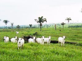 Pastagens desativadas permitirão crescimento da agricultura