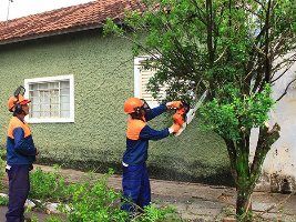 Doze municípios retiram plantas de citros e murta da área urbana para ajudar a diminuir HLB nos pomares