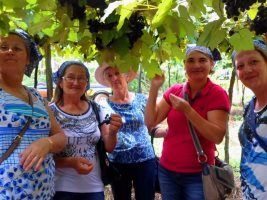Roteiro da Uva e Vinho de Sarandi é atração para turistas no mês de janeiro
