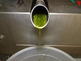 Azeite de abacate para alimentação: alternativa ao azeite de oliva