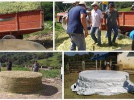 Silagem de cincho é boa alternativa para pequenos produtores alimentarem o gado