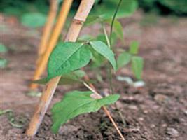 Adubação do feijoeiro cultivado no norte de Minas Gerais com nitrogênio e fósforo