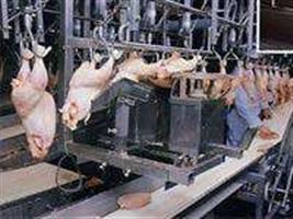 Frango/CEPEA: Oferta se sobrepõe às demandas interna e externa