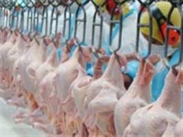 Carne de frango fecha trimestre com perda de uma posição na pauta 