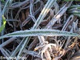 Como o frio pode afetar o trigo