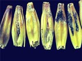 Técnicas de aplicação de fungicida em trigo para o controle de giberela (Gibberella zeae)