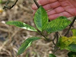 Citricultores eliminam 5,2 mi de pés de laranja