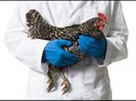 gripe-aviaria-200x150.jpg