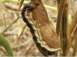 Vírus australiano ajuda agricultores a controlar Helicoverpa armigera