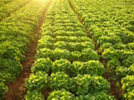 Temperaturas elevadas dificultam produção de hortigranjeiros no RS