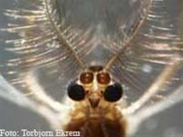 Aplicação de DNA Barcoding no levantamento de espécies de insetos