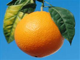 Cientistas desenvolvem laranja transgênica resistente a insetos
