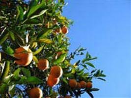 Locais e período de alimentação da cigarrinha vetora de Xylella fastidiosa, Bucephalogonia xanthophi
