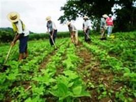 Maranhão alavanca produção de grãos com expansão de fronteiras agrícolas