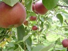 Produção nacional de maçãs terá queda em 2013 