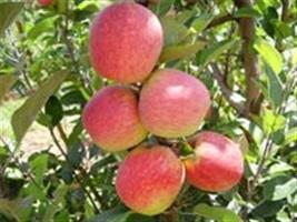Ministério da Agricultura e produtores de maçã firmam parceria