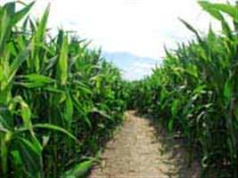 Painel técnico discute o cultivo de milho Bt em Mato Grosso