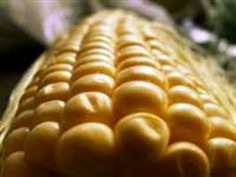 Germinação e vigor de sementes de milho recobertas e viabilidade do inóculo durante o armazenamento