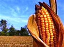 Milho já rende 40% mais que soja no RS