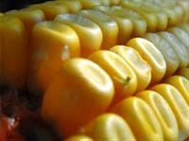Efeito de diferentes períodos de irrigação no desenvolvimento, produção e qualidade de sementes