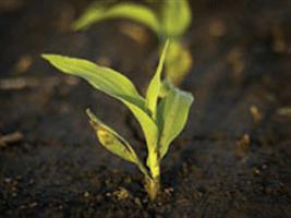 Plantio em terras baixas é a saída para aumentar produção gaúcha de milho